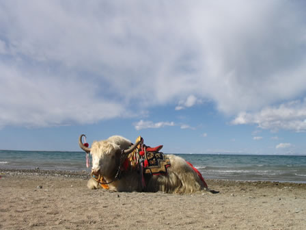 ���ߵİ���ţ